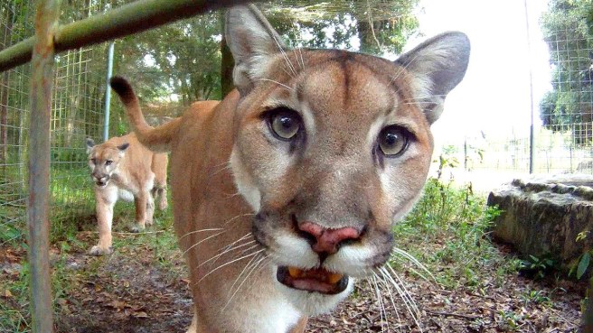 Cougar