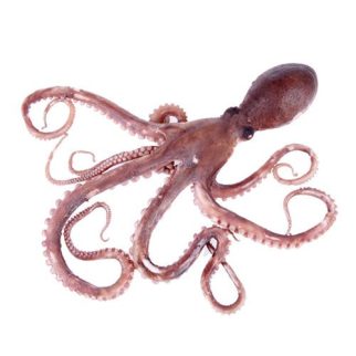 octopus-1-500x500